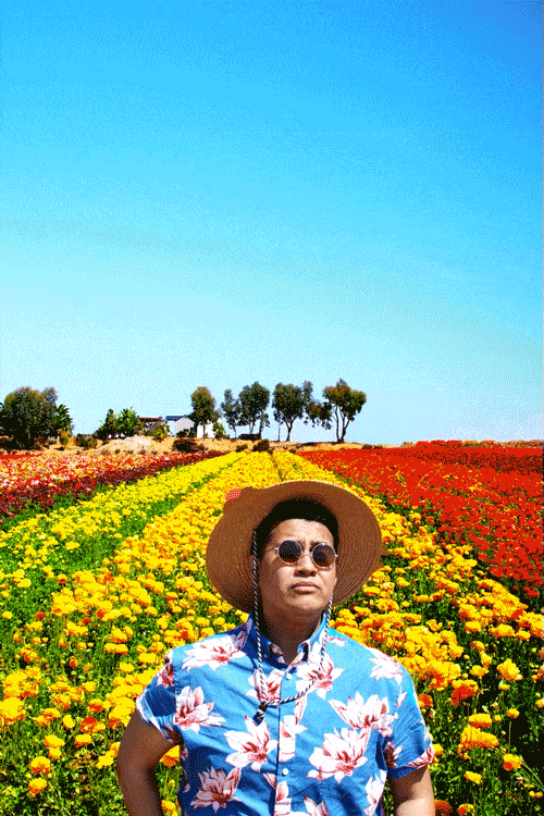 The Flower Fields — Carlsbad
